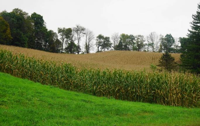 Burt Christie identified last week's photo as a cornfield off Route 565 in Wantage Township.