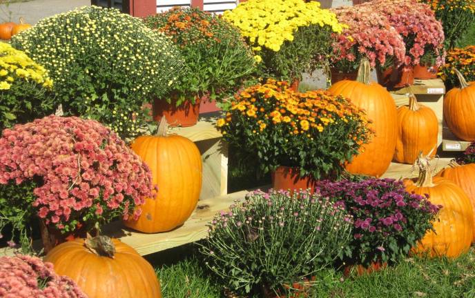 Mums and pumpkins decorate parts of the farm.