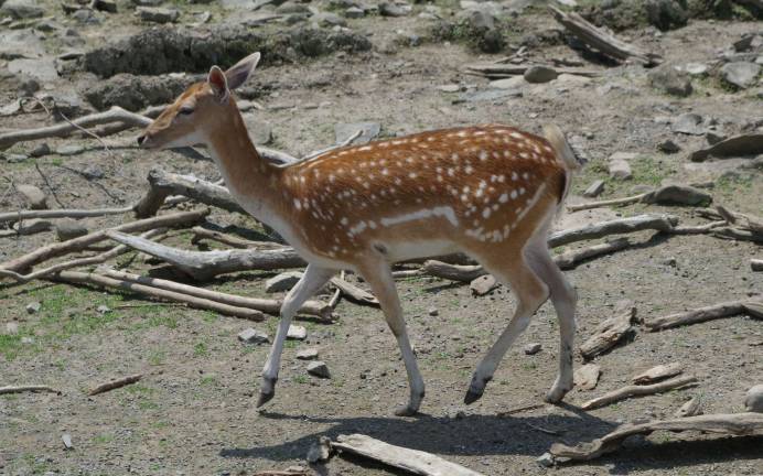 A deer is shown relaxing in a muddy area at the zoo.