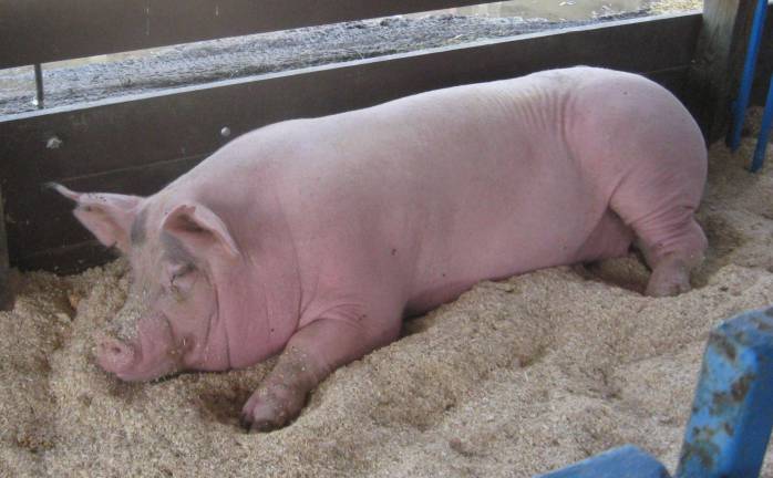 An 800-pound porker was a must see at the fair.