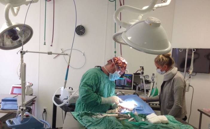 Advanced Veterinary Care offers cutting-edge services and 24-Hour care In surgery.