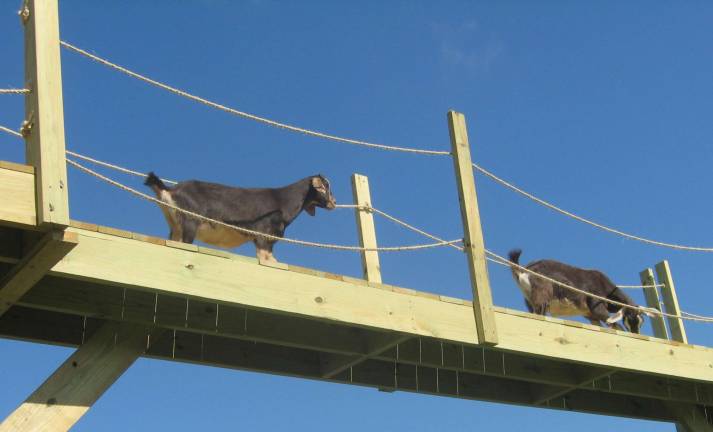 Heaven Hill's goats had some fun on their goat bridge high above the festival.