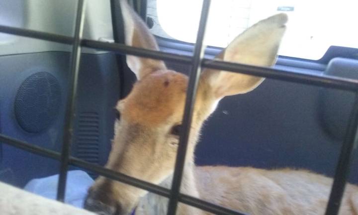 Injured fawn nursed back to health