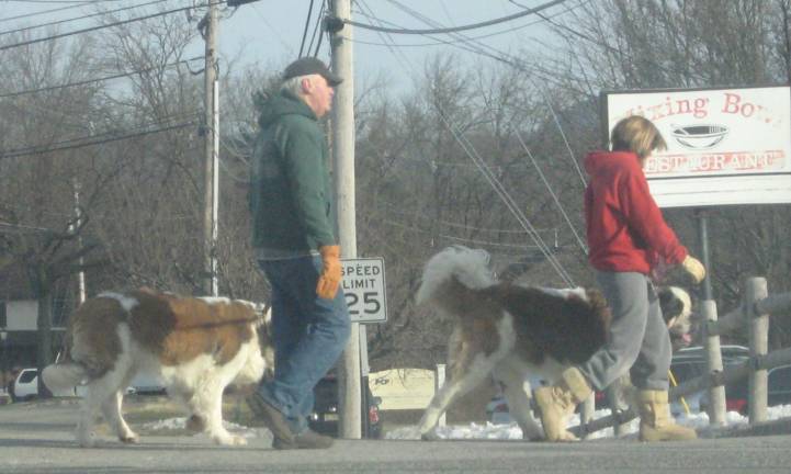 PHOTO BY JANET REDYKETwo residents of Route 94 and their two Saint Bernards enjoy a sunny winter walk.
