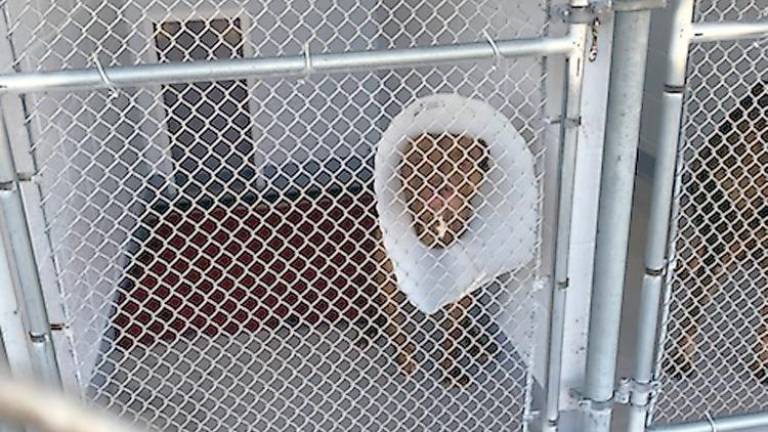 Cats and dogs at Father John’s Animal House are housed, fed, given veterinary care, and, when needed, rehabilitated (Photo by Laurie Gordon)