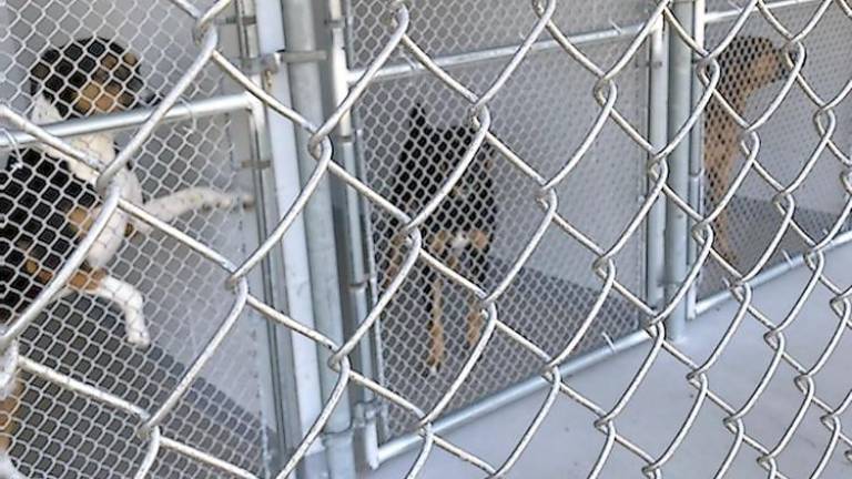 Cats and dogs at Father John’s Animal House are housed, fed, given veterinary care, and, when needed, rehabilitated (Photo by Laurie Gordon)