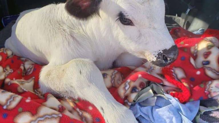 Wantage's 'cow guy' rescues Wisconsin calf Wantage's 'cow guy' rescues Wisconsin calf