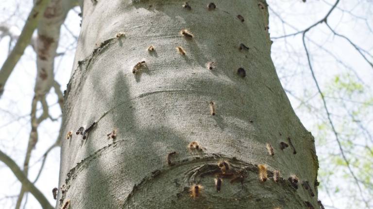Vernon trees attacked by gypsy moth caterpillars Vernon trees attacked by gypsy moth caterpillars