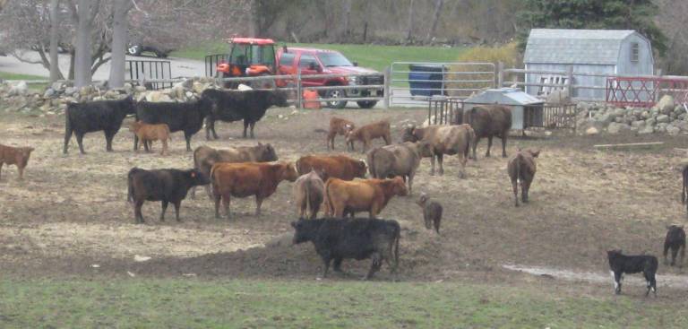 PHOTOS BY JANET REDYKE The herd raced through the pasture on a farm on Route 94 and wait patiently for dinner.