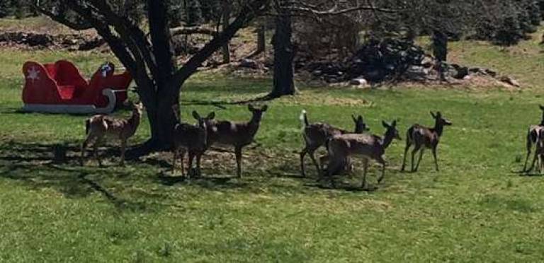 spring reindeer Santa forgot to take his sleigh and reindeer back to the North Pole last Christmas. This photo from Mike Garrett shows deer at Shale Hills Farm in Wantage. Don't worry Santa, we will keep them for you until you need them next Christmas Eve.