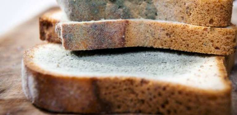Is it okay to eat around the mold? Is it okay to eat around the mold?