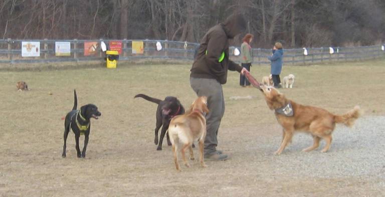 PHOTO BY JANET REDYKE he Vernon Dog Park was busy on a frigid Saturday afternoon, cold but not snowy.