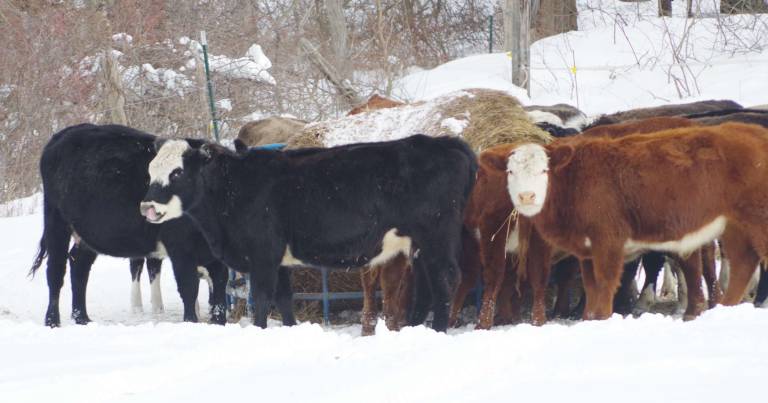 PHOTO BY CHRIS WYMAN On Sunday afternoon, following the first major snowstorm of the season, cows take a lunch break in the fields of High Breeze Farm, off Barrett Road on Wawayanda Mountain in Vernon.