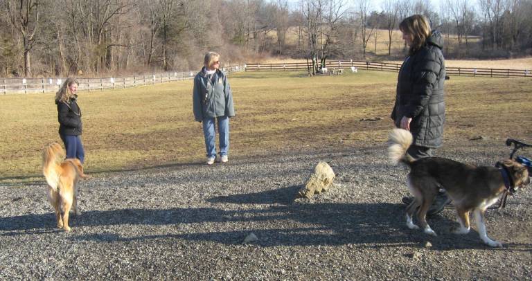 PHOTOS BY JANET REDYKEHumans and dogs socialize and exercise at the Vernon Dog Park on Saturday Feb.24.