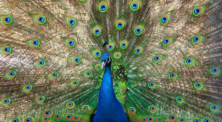 A front of a male peacock is shown at Space Farms, which opened its doors for the season on Saturday.