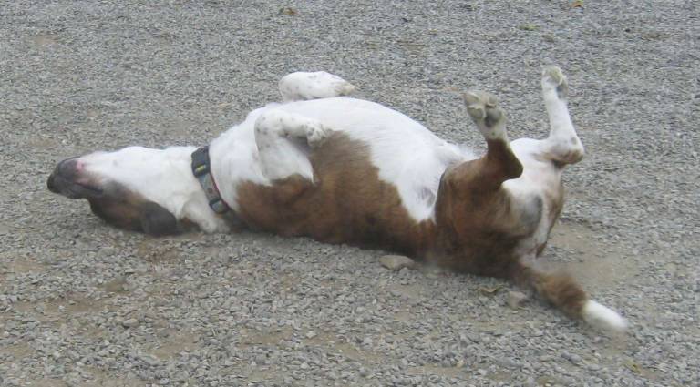 Mac, a Bassett hound- pit mix has an aahh moment at the dog park.