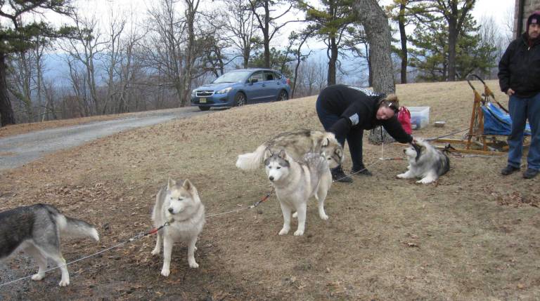 High Point park celebrates winter Huskies get ready to do their thing