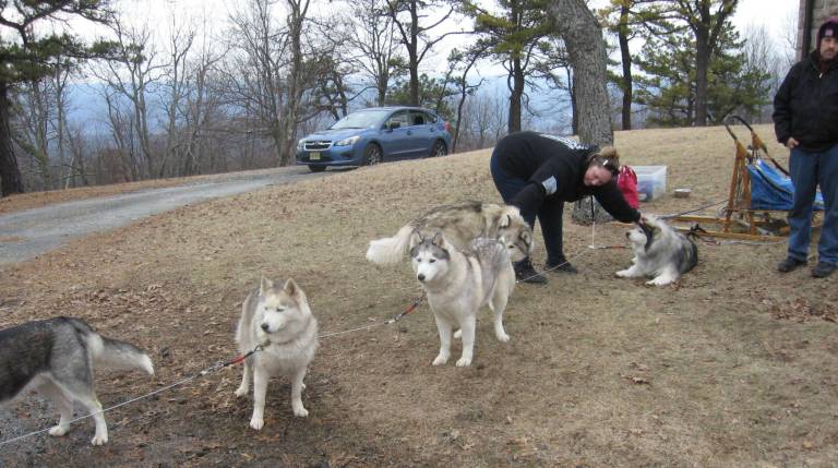 Huskies get ready to do their thing