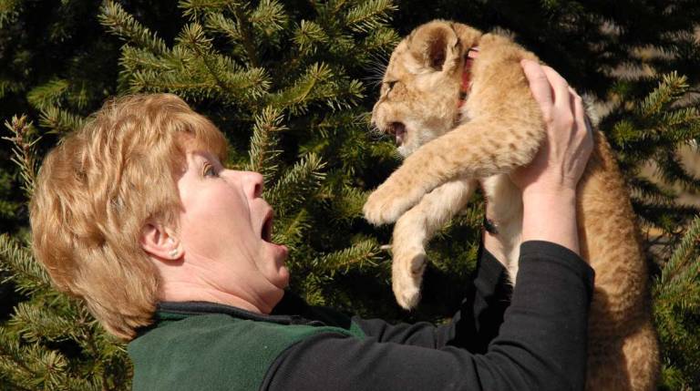 Siren the lion cub learns how to snarl from Zoo Momma.