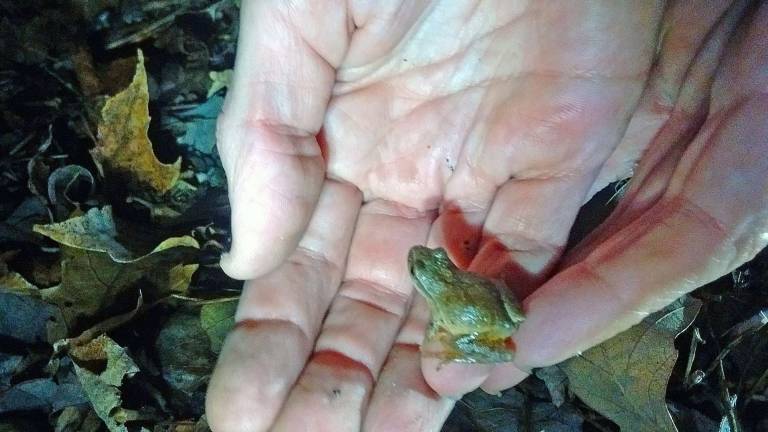 Vernon Greenway Action Advisory Committee supports amphibian project