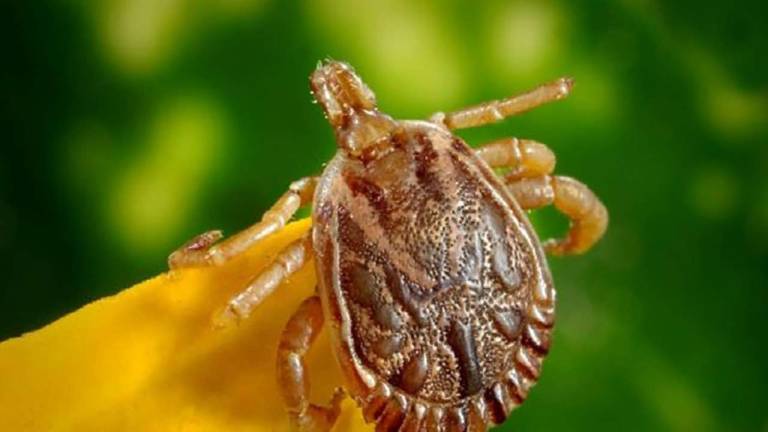 Longhorned tick (NYS Department of Health)