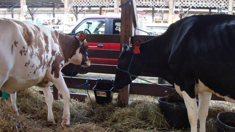 Cows in the spotlight at fair Cows in the spotlight at fair