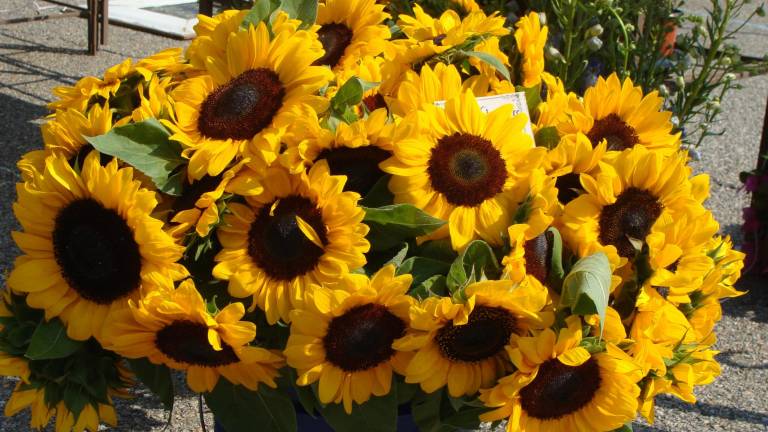 Farm fresh farmers market Farm fresh farmers market