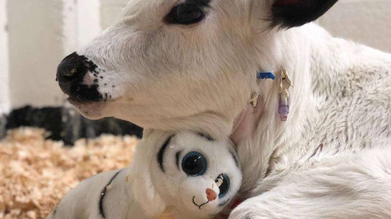 Wantage's 'cow guy' rescues Wisconsin calf Wantage's 'cow guy' rescues Wisconsin calf