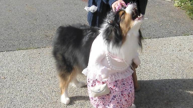 Layla barks in her little old lady costume complete with gray wig, bifocals and a cane (Photo by Janet Redyke)