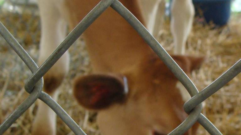 Cows in the spotlight at fair Cows in the spotlight at fair