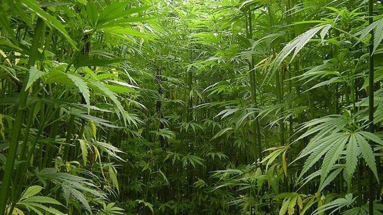 Oroho hemp bill signed into law Oroho hemp bill signed into law