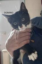 Meet Domino