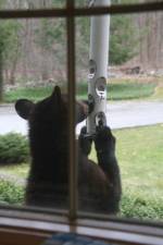 Sneaking into Wendy Stamer’s Sparta, NJ, birdfeeder.