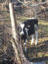 PHOTO BY JANET REDYKE A cow on the Baldwin Farm enjoys a snow-free pasture.