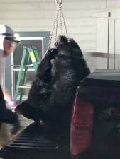 A dead bear hangs from chains at the check-in station at the Whittingham Wildlife Management Area in Sussex County. It was brought in late Saturday afternoon, Dec. 10.