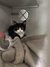 Meet Messi