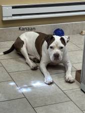 Meet Kanaan