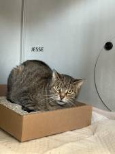 Meet Jesse