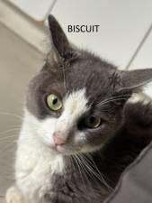 Meet Biscuit