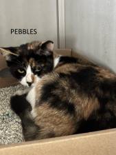 Meet Pebbles