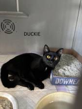 Meet Duckie