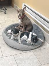 Meet Ida, Ivan, Dexter