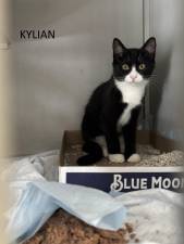Meet Kylian