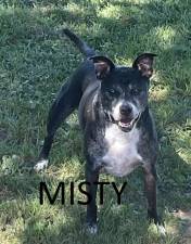 Meet Misty