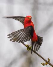Scarlet Tanager by Leesa Beckman was selected as the best image of the year.
