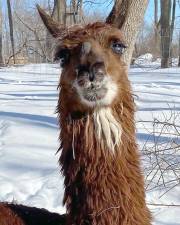 A llama at Patchwork Pastures animal sanctuary (Facebook photo)