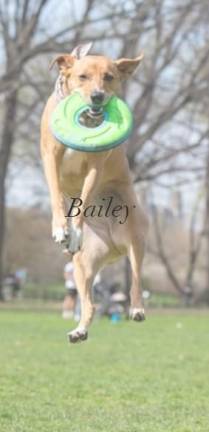 Bailey catches a frisbee in Central Park. Photo: nycpetpawtographer.com