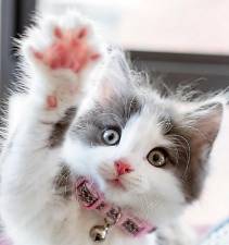 This kitty has a question: “Will you adopt me?”