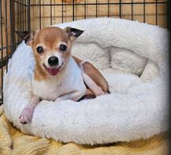 <b>The veterinary bill for Tiny Tim’, one of the dozens of dogs rescued in March, was covered by a private donation. </b>