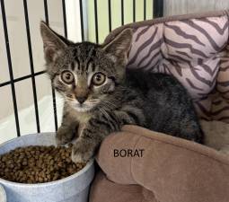 Meet Borat